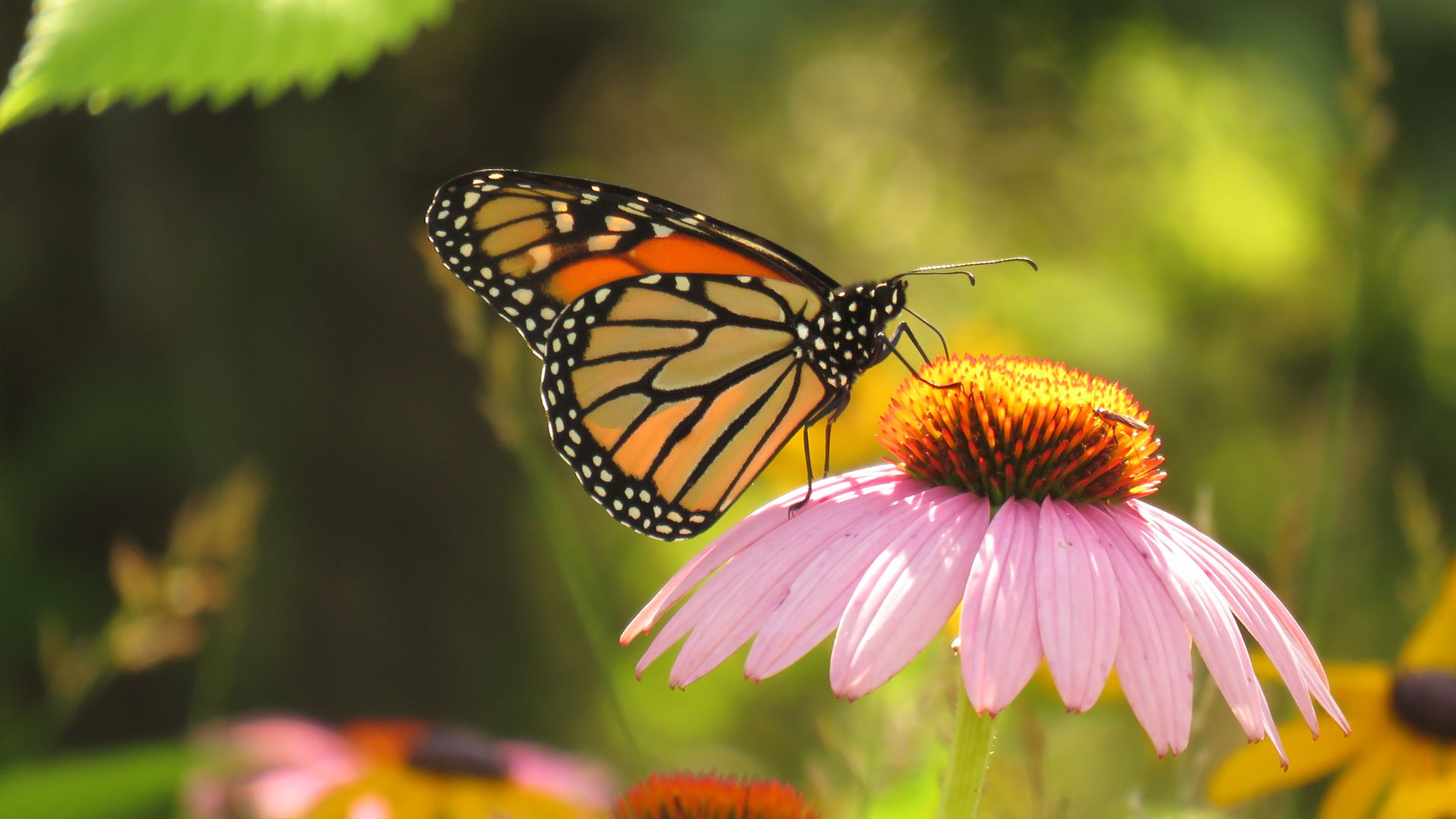 Monarch butterfly collecting nector from a purple cone flower